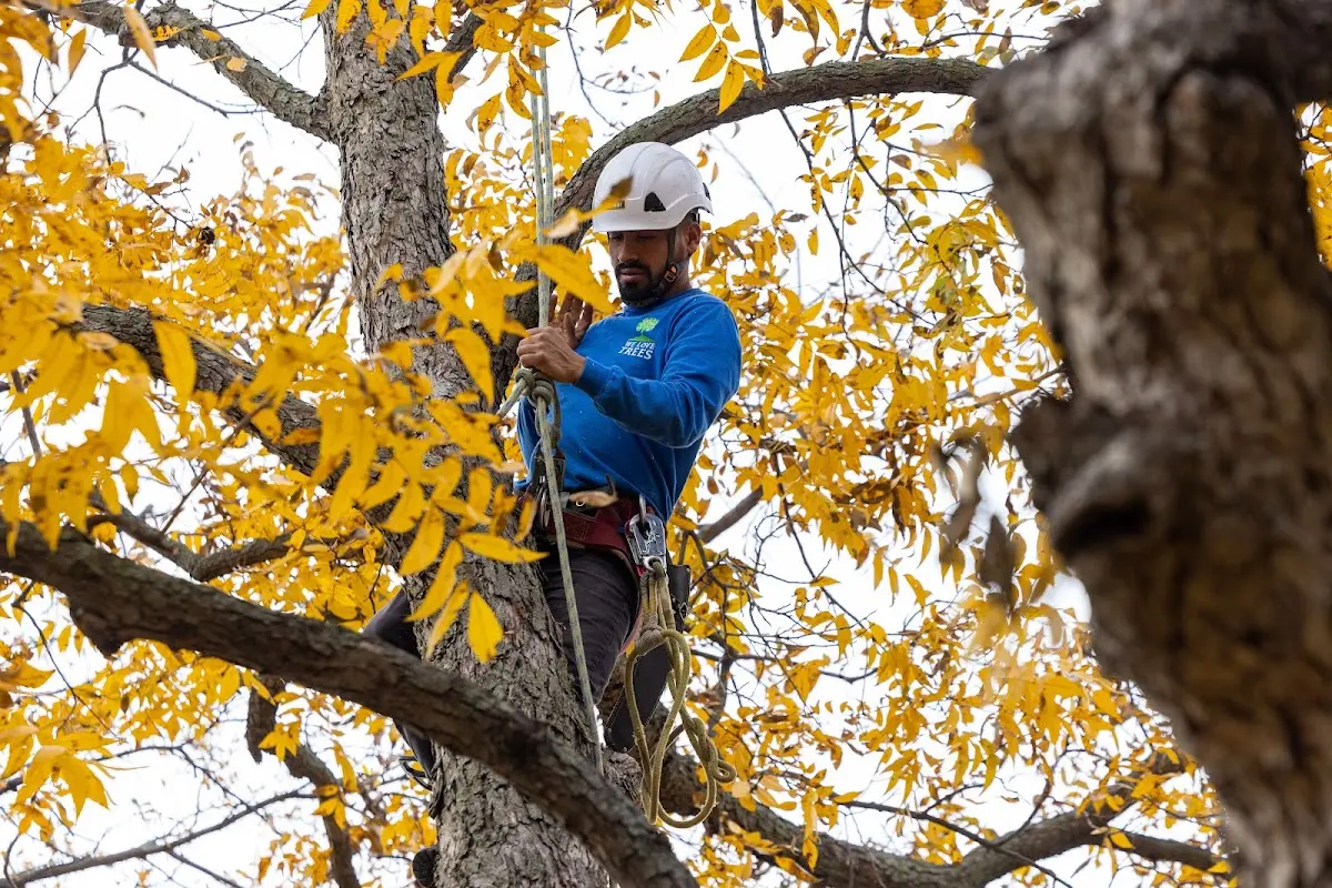 Skilled Tree Pruning crew working in Owensville